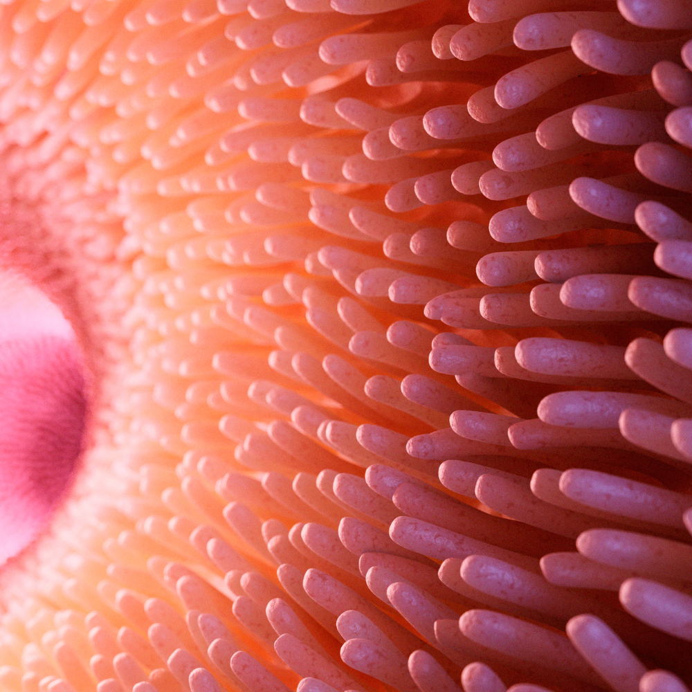 The Gut Skin Connection, Beauty From Within